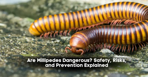 Are Millipedes Dangerous? Safety, Risks, and Prevention Explained